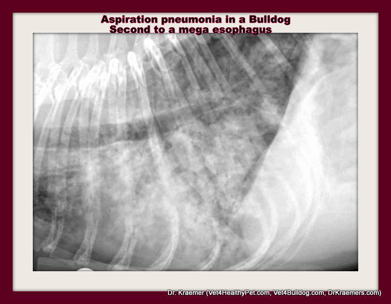 Aspiration Pneumonia in Bulldogs and French Bulldogs