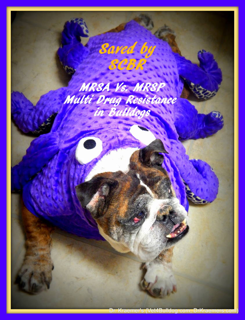 MRSA and MRSP Infection in Bulldogs and French Bulldogs