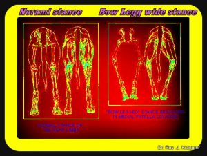 Medial Patella Luxation In Bulldogs And French Bulldogs