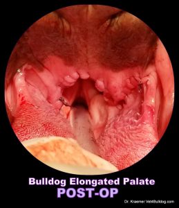Elongated Soft Palate In Bulldogs And French Bulldogs