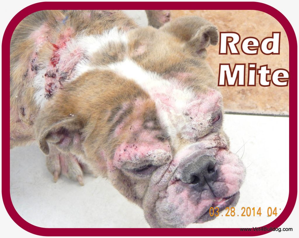 Demodex Mange Mite in French Bulldogs severe dermatitis