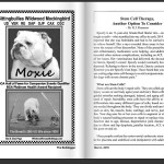 Stem Cell Therapy for Dogs and Cats BULLDOGER