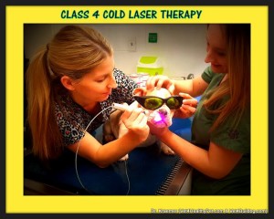 preparing for laser therapy on a bulldog with puppy strangles (cellulitis) by Dr. Kraemer and his staff at vet4healthypet advanced medical care in orange Ca.