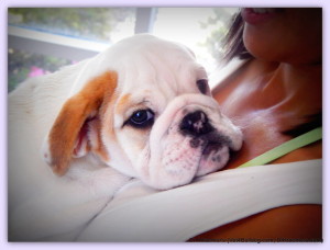 The English bulldog and The English Bulldog Puppy Dr. Kraemer vet for bulldogs