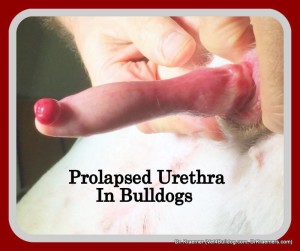 Prolapse urethra in a bulldog puppies and french bulldogs