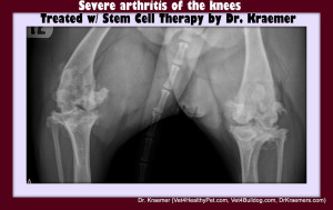 Stem Cell Therapy for Arthritis in Bulldogs replacing prednisone