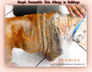 french bulldog skin allergies