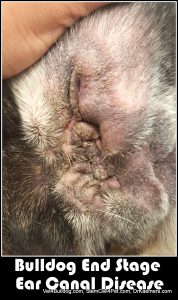 Ear Infection in Bulldogs and French Bulldogs