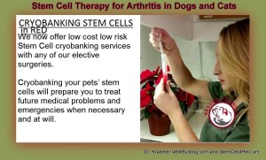Stem Cell Therapy for Arthritis in Dogs and Cats 