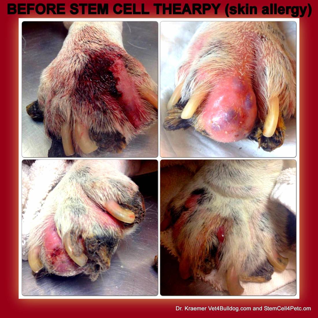 Stem Cell Therapy for Skin Allergy in Dogs and Cats (Pet’s ...