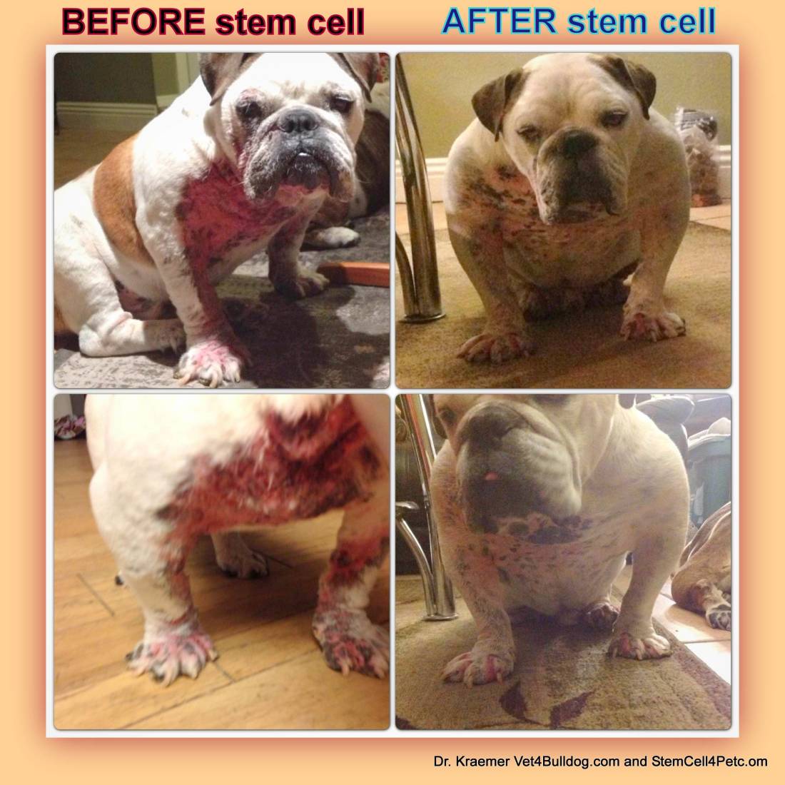 Stem Cell Therapy For Skin Allergy In Dogs And Cats Pet S Dr Kraemer Vet4bulldog