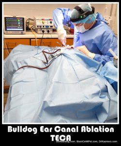 Bulldog and French bulldog ear canal surgical ablation