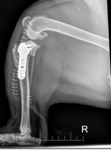 Dr. Kraemer’s Bulldog and French Bulldog ACL Tears Tips and Warnings TPLO surgerical repair