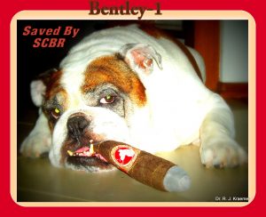 Breathing Problems in Bulldogs and French Bulldogs (Dr. Kraemer)