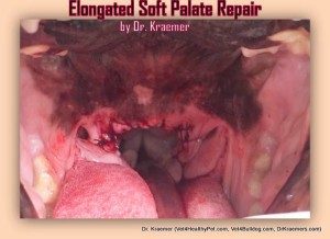 Bulldog Elongated Soft Palate Surgically Repaired by Dr. Kraemer