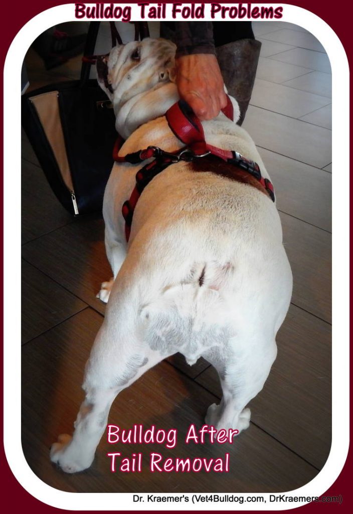Skin Fold Dermatitis in Bulldogs and French Bulldogs tail removal