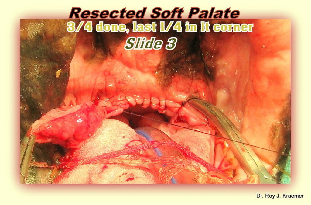 Elongated Soft Palate Resection in French Bulldogs 