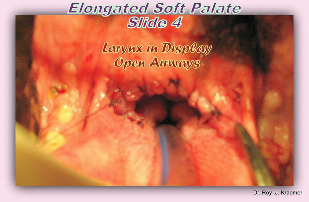English Bulldog Elongated Soft Palate surgery correction