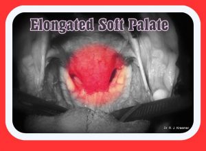 Elongated Soft Palate in Bulldogs (Dr. Kraemer, Vet4Bulldog.com)