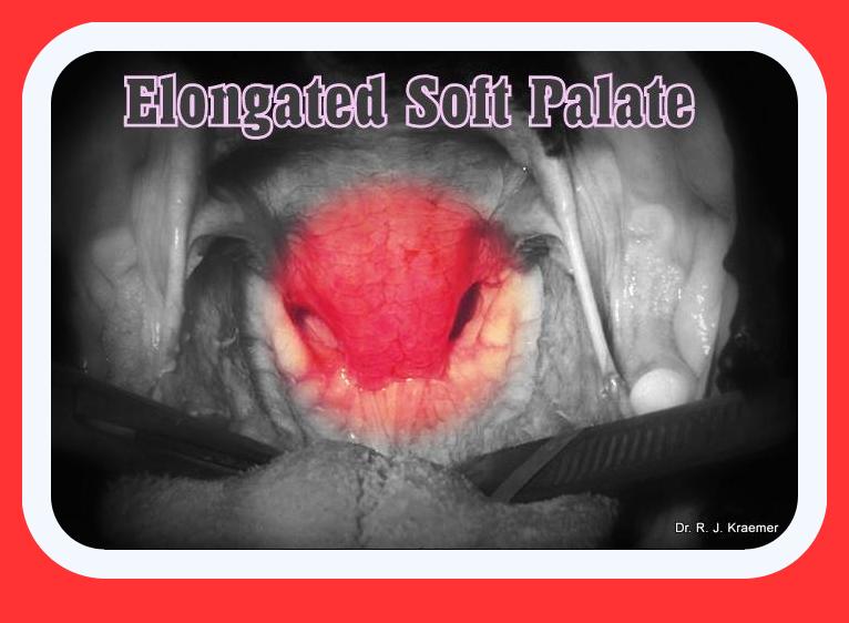 Brachycephalic obstructive AIRWAY syndrome soft palate CORRECTION