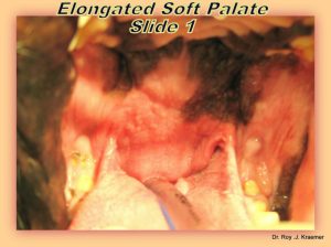 Elongated Soft Palate in Bulldogs and French Bulldogs. Note the breathing tube and the elongated soft palate completely covering it (taken by Dr. Kraemer)