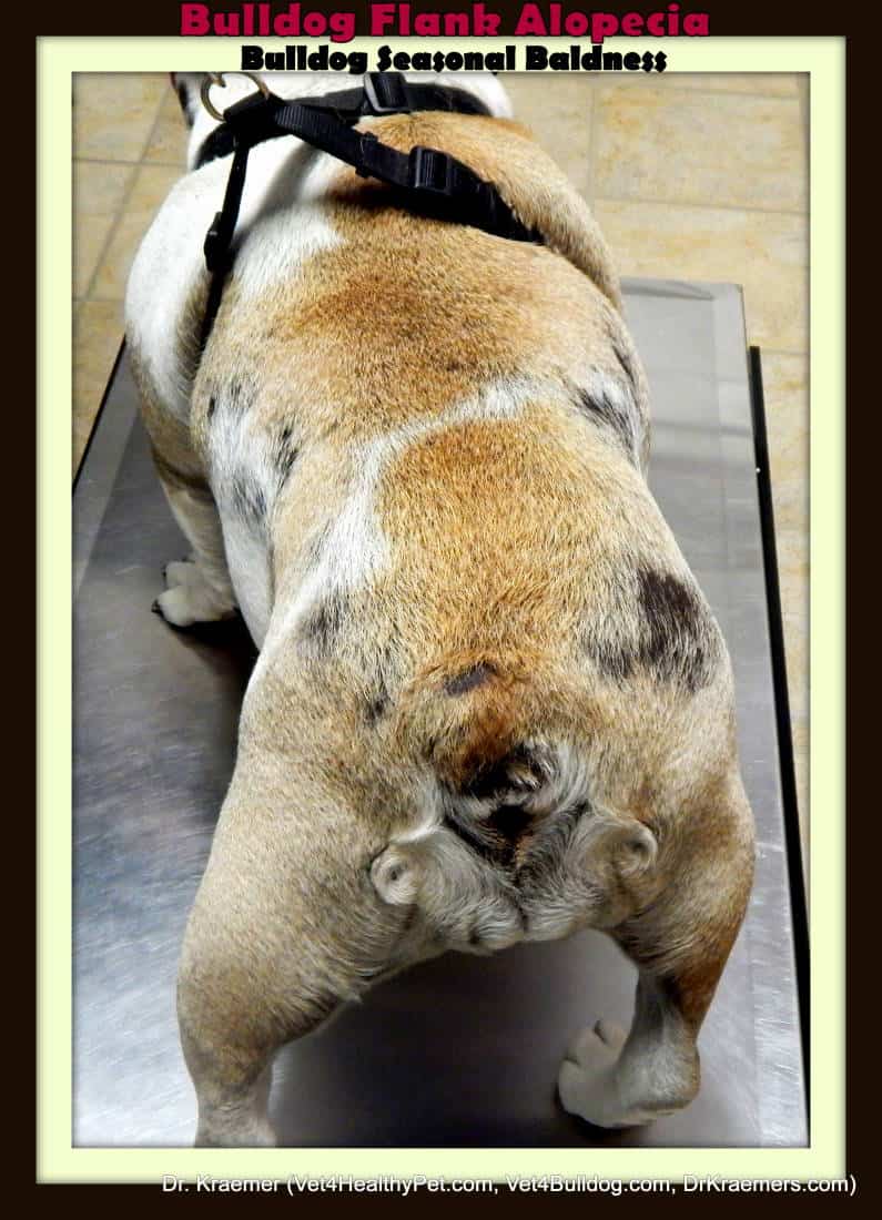 Bulldog Flank Alopecia seizoensgebonden kaalheid en donkere huid