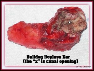 Bulldog and French Bulldog Ear Disease (Otitis). This is an end stage Ear canal after it was removed by Dr. Kraemer (Vet4Bulldog). This is the entire diseased ear canal (note the small “x” in the center of the top dark are showing where the opening of the ear canal used to be.)