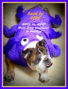 MRSA vs MRSP in bulldogs (Multi Drug Resistance ) Saved by SCBR