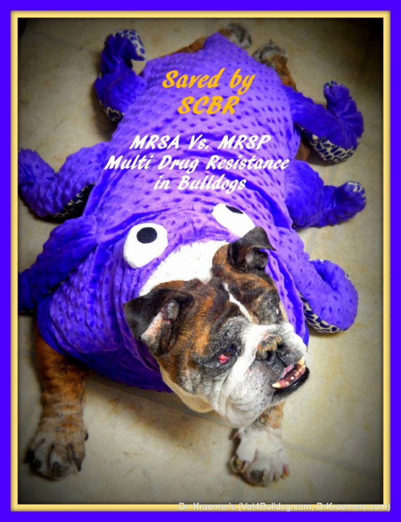 MRSA and MRSP Infection in Bulldogs and French Bulldogs