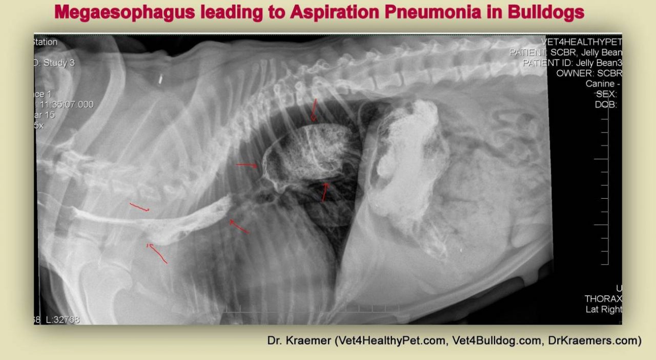 Megaesophagus in Bulldogs and French Bulldogs puppies