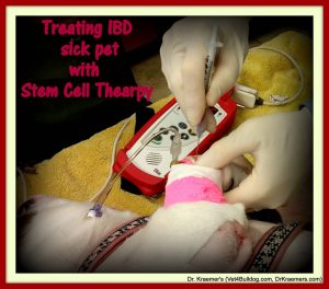IBD Inflammatory Bowel in Bulldogs and French Bulldogs stem cells