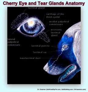 bulldog cherry eye and bulldog dry eye KCS schematic of bulldog tear gland and duct anatomy