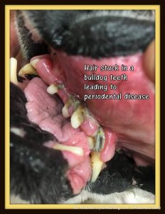 bulldog dental and periodontal disease taken by Dr Kraemer