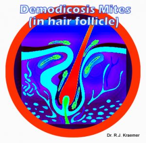 Demodex Red Mite Mange in Bulldogs and French Bulldogs Hair Follicle