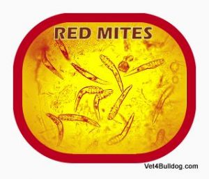 Demodex Red Mite Mange in Bulldogs