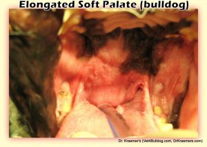 Brachycephalic syndrome in bulldogs and French bulldogs elongated soft plate in bulldogs