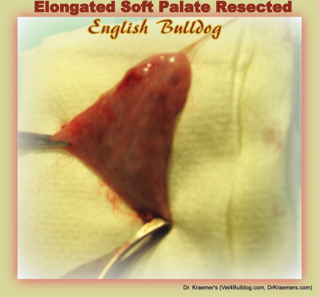 Bulldog Elongated Soft Palate Surgical Resection 