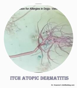 atopic dermatitis in bulldogs