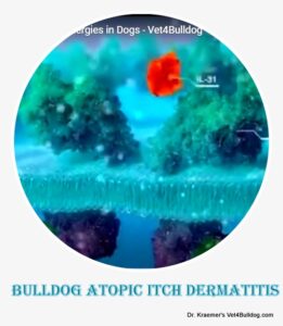 bulldog itch control injection