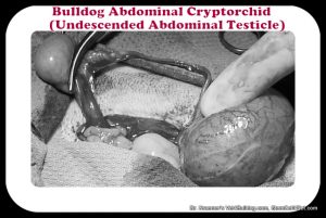 Neutering bulldogs and French bulldog puppies and cryptorchid