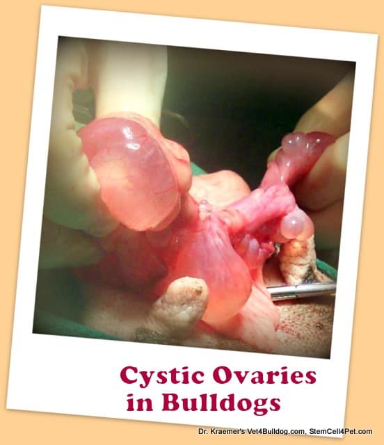 Spaying Bulldogs French Bulldog Puppies cystic ovaries
