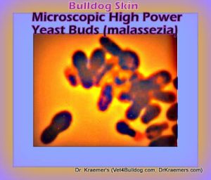 Yeast Infection in Bulldogs and French Bulldogs (peant shape on cytology)