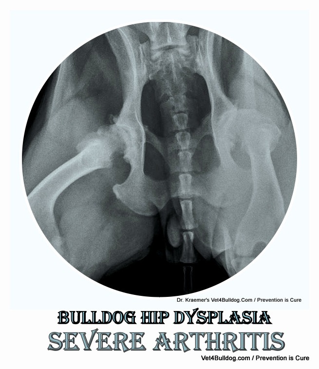 Bulldogs and French Bulldogs Interdigital Cysts VET4BULLDOG