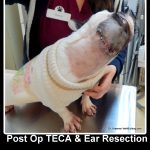 Felicity Holiday Rescue Matching Pledge exam by Dr. Kraemer after her RIGHT ear canal and pinna resection