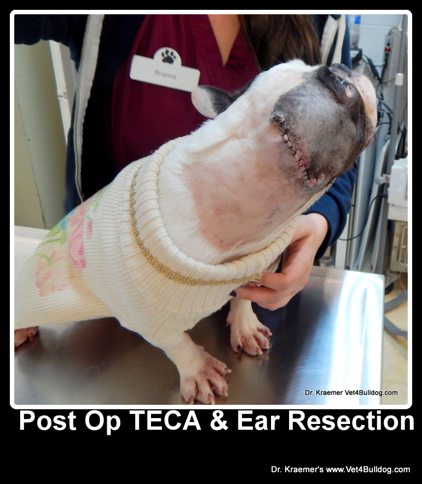 Felicity the French Bulldog Holiday Rescue Matching Pledge