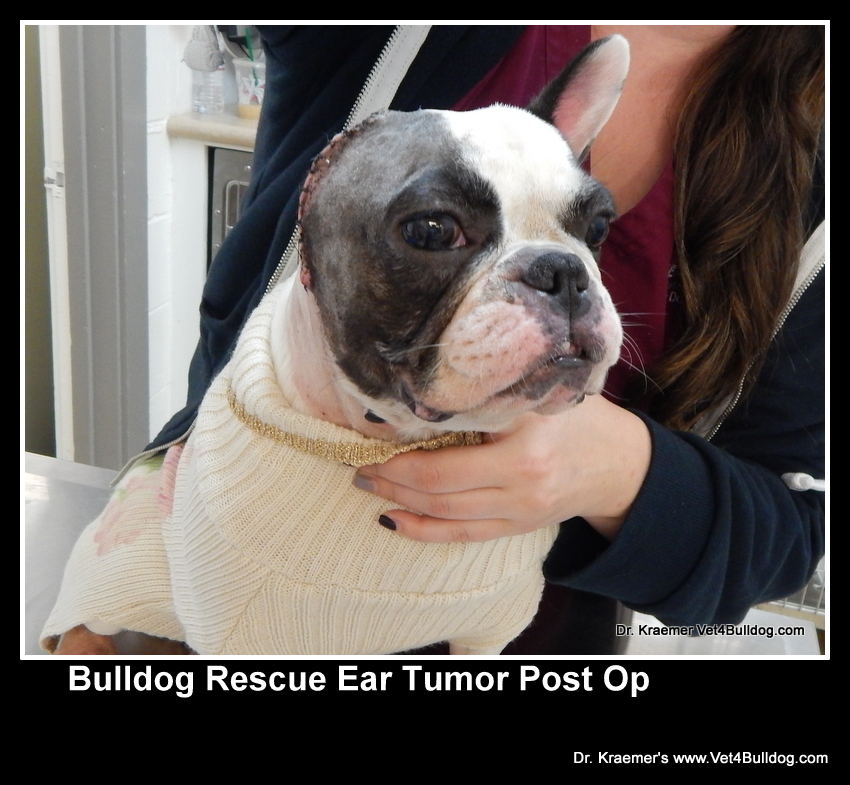 Abused French bulldog rescued by SCBR
