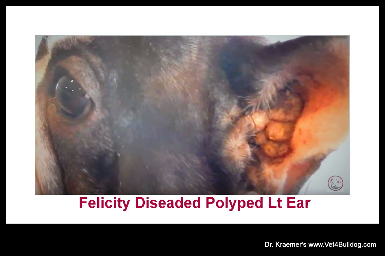 Heartbreaking Bulldog Rescue Stories FELICITY EAR
