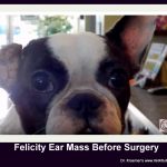Felicity Holiday Rescue Matching Pledge exam by Dr. Kraemer Before her first TECA w BO and Pinna Resection RIGHT EAR Surgery