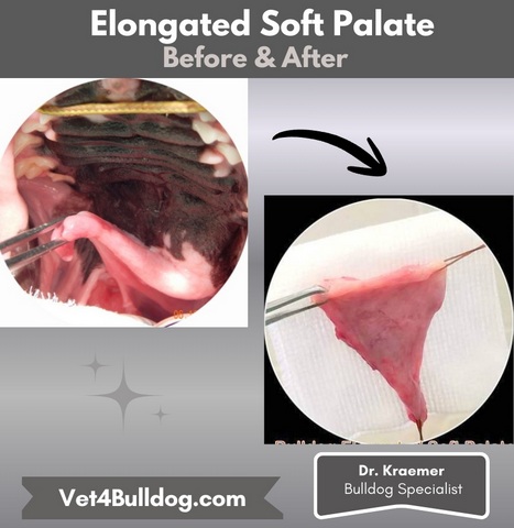 bulldog elongated soft palate surgery before and after
