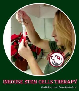 Stem Cell Therapy for bulldog hip dysplasia